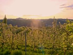 SLO MO Blooming apple tree orchard at dawn Stock Footage
