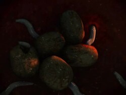 Medium Close Up push-in - Toxocara larvae infect a host in a computer-generated animation. Stock Footage
