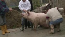 CLEAN : Croatian villagers cling to traditions News Clip