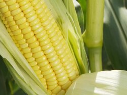 HD: Corn On The Cob Stock Footage