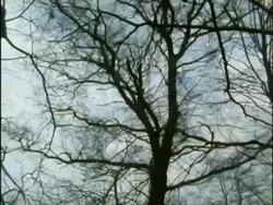 MS Low angle, bare tree falling, UK Stock Footage