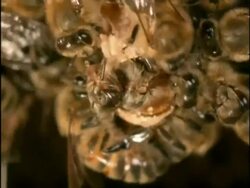 CU New queen emerging from cell, surrounded by other honey bees, (Apis mellifera), England Stock Footage
