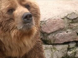 Brown bear. Stock Footage