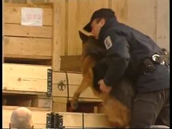 BELGIUM: PASSPORT CHECKS REINTRODUCED News Clip