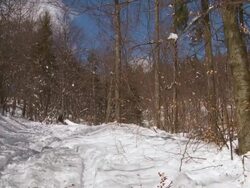 A forest in winter Stock Footage