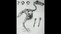 Adam Savage: My obsession with objects and the stories they tell Instructional Video