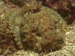 Scorpion fish, Macro, Mexico  Stock Footage