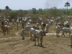WS Shot of herd of cattle walking / Juba, Central Equatoria, Sudan  Stock Footage