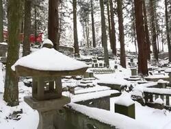 Beautiful Winter forest Stock Footage