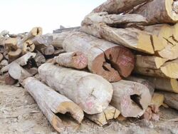 CU PAN Felled rainforest timber / Tawau, Sabah, Malaysia Stock Footage