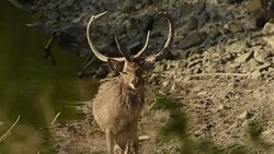 Wildlife in Thailand Stock Footage
