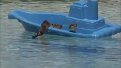 A snake floats on a toy boat. Stock Footage