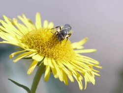 Bees take nectar Stock Footage