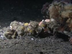 Decorator Crab Stock Footage
