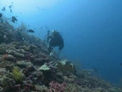 Diver with Hawksbill Turtle (Eretmochelys imbricata) over Coral reef with schools of reef fishes, Baa Atoll, The Maldives Stock Footage