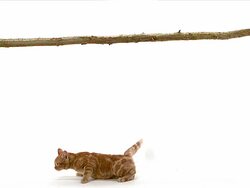 MS SLO MO Red tabby domestic cat falling from branch / Vieux Pont, Normandy,  France Stock Footage