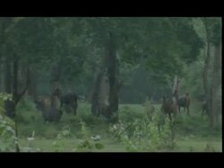 Sambar Deer (Cervus unicolor) herd running in forest, raining, wide angle, Bandipur Stock Footage
