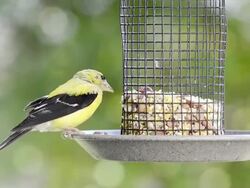 MS Shot of male goldfinch (Carduelis tristis) eats seeds and nuts at cage feeder / Valparaiso, Indiana, United States Stock Footage