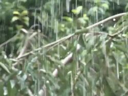 Torrential Rain storm - & PAL Stock Footage