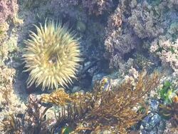 Water World Tide Pool Stock Footage