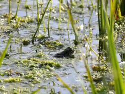 Frog sitting in swamp, pond with reed Stock Footage