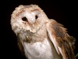 MS SLO MO Shot of barn owl shaking wings and head / Vieux Pont en Auge, Normandy, France Stock Footage