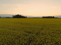 HD HELI: Canola Field At Dusk Stock Footage