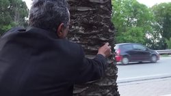 Beetle threatens date palm plantations Instructional Video