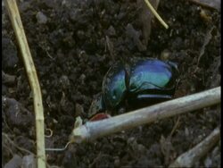 CU Dung beetle burying dung ball, Bandhavgarh National Park, India Stock Footage