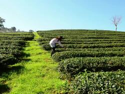 Beautiful asian woman walking in tea field &quot;Doi-Mae-salong&quot;,Thailand Stock Footage