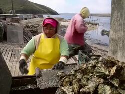 Oyster Farm On Point Reyes Nat'l Seashore Loses Court Appeal To Stay Open Stock Footage