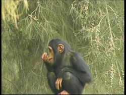 Chimpanzee, Pan troglodyte, young chimp crouches eating food held in hand, looks around, scratches leg, tree leaves in background, MS, Israel Stock Footage