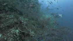 Slender Silverside schooling around the soft coral, Raja Ampat Stock Footage