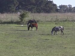 Horses grazing in field Stock Footage