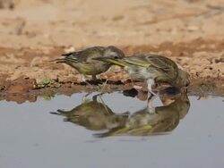 Finches (Carduelis sp.) drinking from desert cistern, Israel Stock Footage