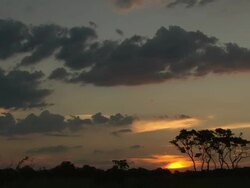WS View of Sun setting behind silhouetted vegetation and trees / Okavango Delta, North West District, Botswana Stock Footage