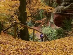 MS Two hiker women walking through autumn forest  / Kastel-Staadt, Rhineland-Palatinate, Germany Stock Footage
