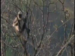 MS Hanuman Langur, Semnopithecus entellus, clinging to swaying tree branch, Bandhavgarh National Park, India Stock Footage