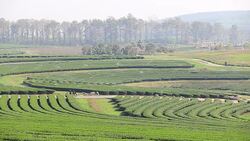 Beautiful landscape shot of green tea field Stock Footage
