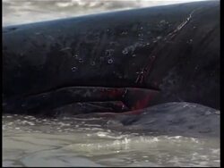 Rescue workers fail to save beached whale News Clip
