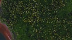 Overhead view of Coconut Palm forest Stock Footage