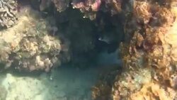 Vilanova underwater fauna Stock Footage