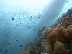 Huge shoal of fish, coral in foreground, Southern Visayas, Philippines Stock Footage