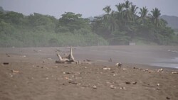 Sea turtles lay their eggs  along the beaches of Ostional News Clip