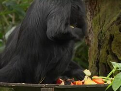 Tilt Up Shot Spider Monkey Singapore Stock Footage