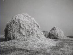 Farmers making hay, using insecticide to protect their harvest and ramming potatoes Stock Footage