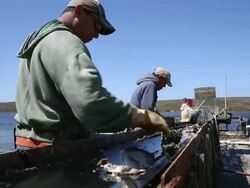 Oyster Farm On Point Reyes Nat'l Seashore Loses Court Appeal To Stay Open Stock Footage