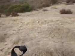 Dog Biting Leash Stock Footage