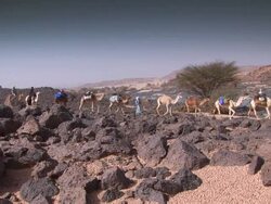 camel caravan in the desert Stock Footage