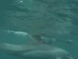 Tourism has negative impact on Dolphins News Clip